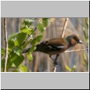 Fringilla coelebs - Buchfink m06.jpg